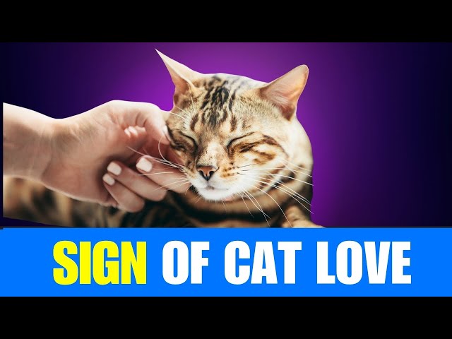 Decode Your Cat’s Love Language: 10 Subtle Ways They Show Affection