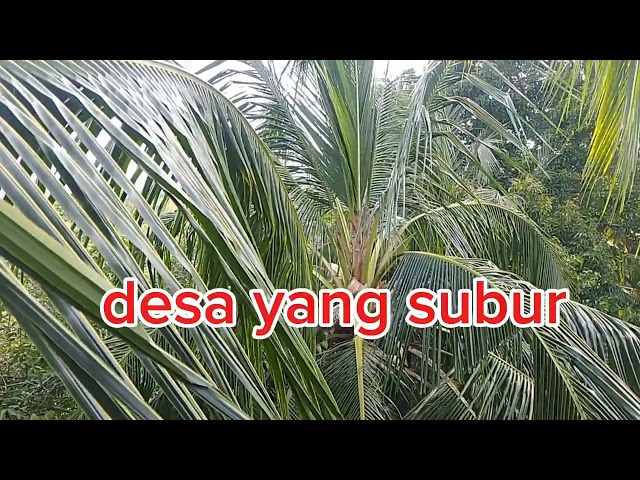 desa yang subur