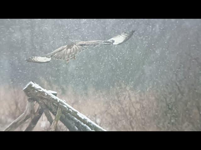 ZIMOWE CZATOWANIE ( FOTOGRAFOWANIE PTAKÓW )