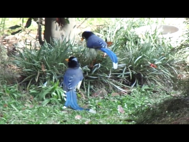 Disgraceful Behavior Of Blue Magpies (Urocissa flavirostris)