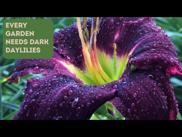 3 Reasons Why Your Garden Needs Dark Daylilies