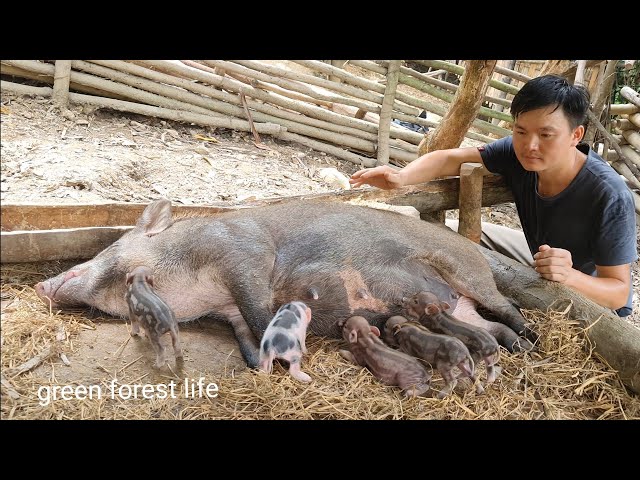 Robert's second herd of wild pigs was born, Survival Instinct, Wilderness Alone (ep187)