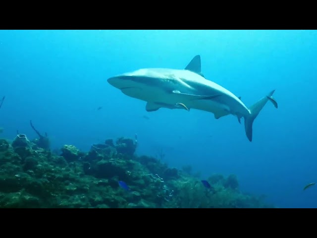 Shark Dive - Roatan 2022