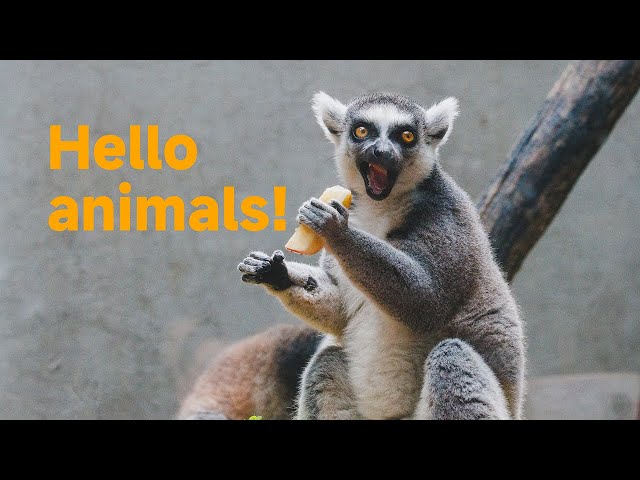 【VR180】A Day in the Wild: Exploring the Wonders of a Safari Park（feature film）