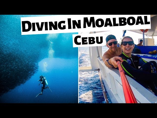 DIVING WITH SARDINES IN MOALBOAL - Best Diving in Cebu