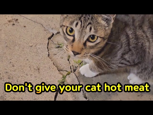 Don't give your cat hot meat