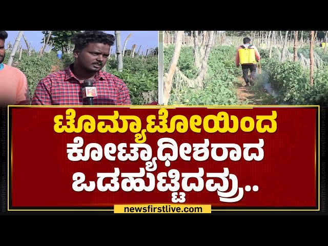 Tomoto Farmer's Profit : ಕೋಟಿ ತಂದು ಕೊಡ್ತಿದೆ ಟೊಮ್ಯಾಟೋ | Chamarajanagara | @newsfirstkannada