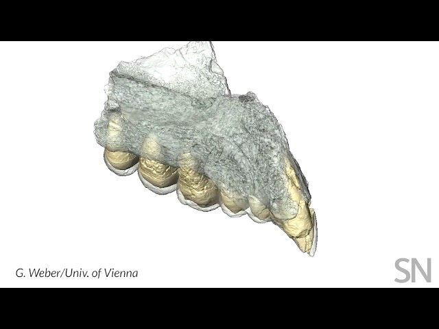 This ancient jaw is speaking up about when humans left Africa | Science News