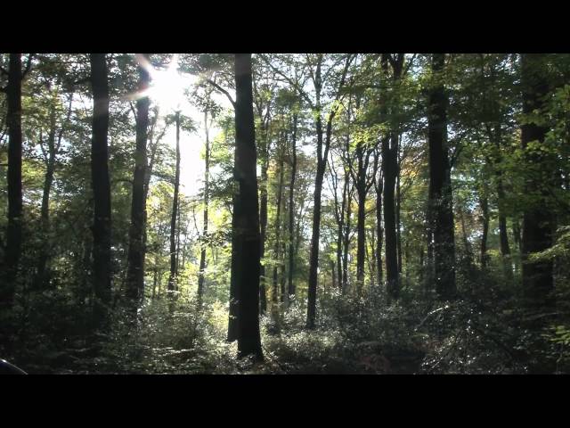 Going Wild: Restoring German Forests