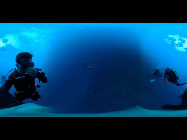 Diving with dolphins in Revillagigedo [360]