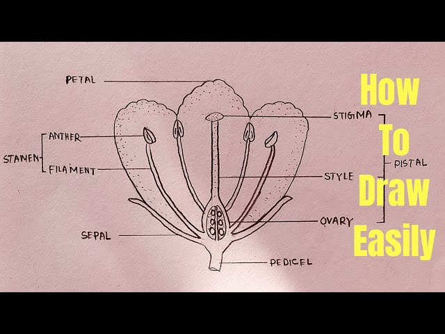 How to draw Longitudinal section of flower for beginners - step by step