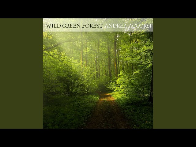 Wild Green Forest