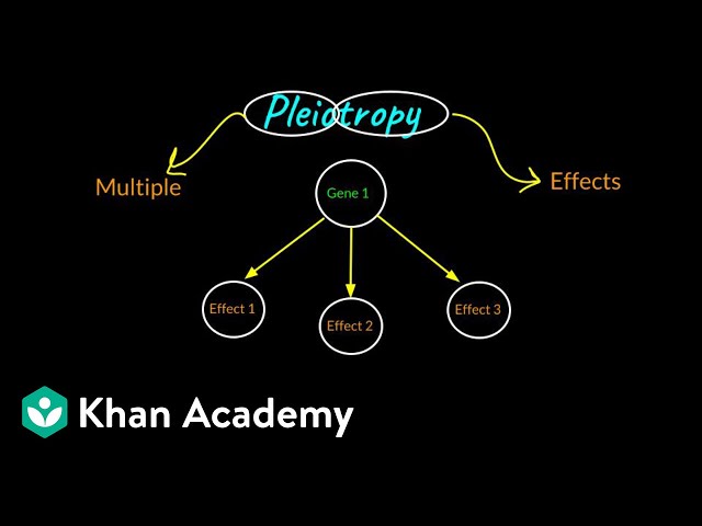 Pleiotropy | Principles of Inheritance and Variation | Class XII | Biology | Khan Academy