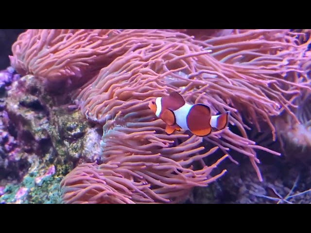 4K Underwater Videos With Relaxing Music -(copyright free) Coral Reef & Colourful Sea Life