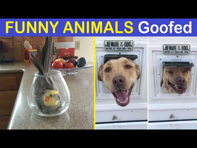 Times Animals Goofed Around And Ended Up Requiring Human Assistance | Happy And Fun