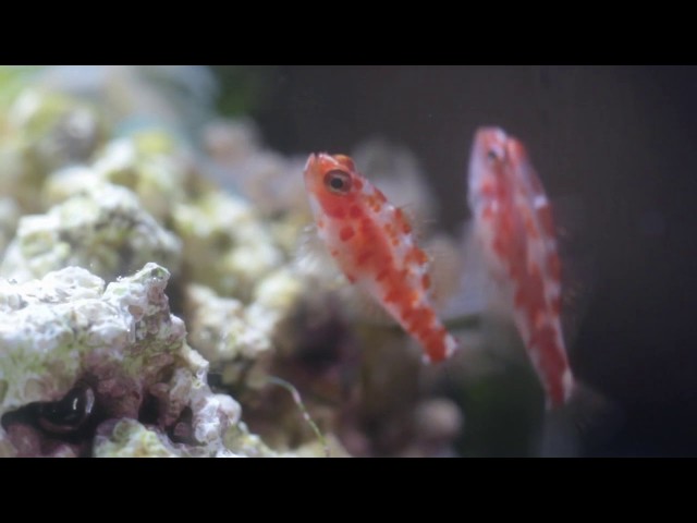 Firecracker goby husbandry (Trimma rubromaculatus)