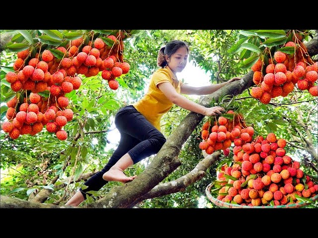 WOMAN Harvesting Litchi Fruits Goes To The Market Sell - Cooking - Hanna Daily Life