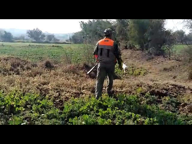 Partridges Hunting with Gun | تیتر کا شکار | teeter ka shikar | hunting in Pakistan short video