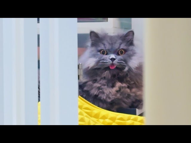 Cat who can't concentrate on grooming because family members are cleaning