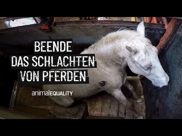 Beende das Schlachten von Pferden! 💔🐴