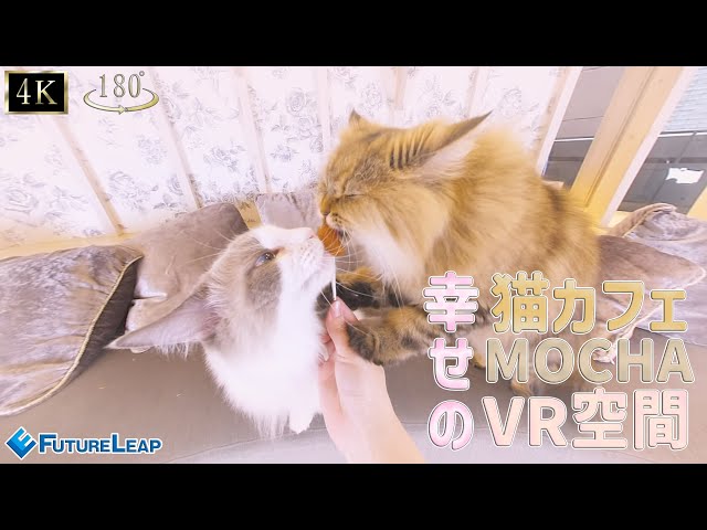 【4K】幸せのVR空間　猫カフェMOCHA【180°3D】