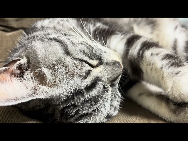 [ASMR] Cat making cat purr sounds while lounging around.