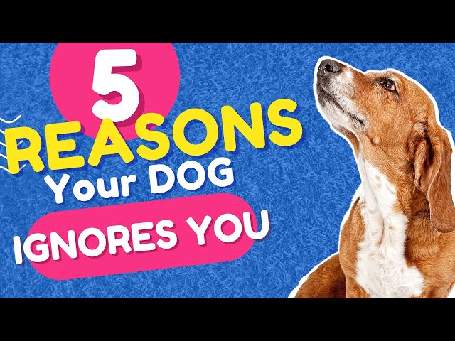 5 Reasons Why Your Dog Doesn't Listen To You #dogs #dogtrainingtips #dogtraining101