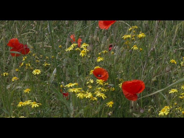 Poppies and yellow flowers (Canon EOS R5 - 4K DCI HDR PQ - 100 fps)