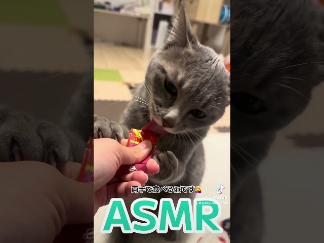 〜猫版ASMR〜　#猫のいる暮らし #cat #保護猫 #ねこ #ねこのいる生活 #ねこ動画 #ちゅーる #asmr #cute #love