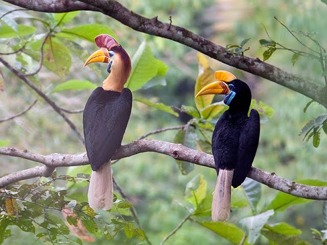 Hornbills #bird #animals #kids #story #shorts #english #speakenglish #rainforest #cute #red