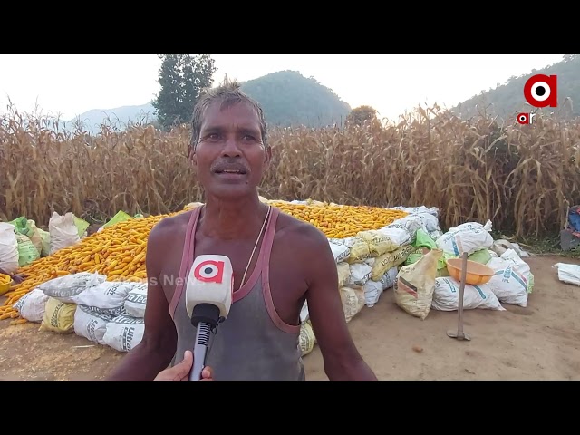 No Government Assistance to Maize Cultivation, Distressed Sell by Farmers