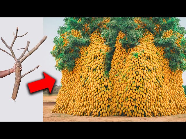 20 Strange Trees you Didn't Know Existed