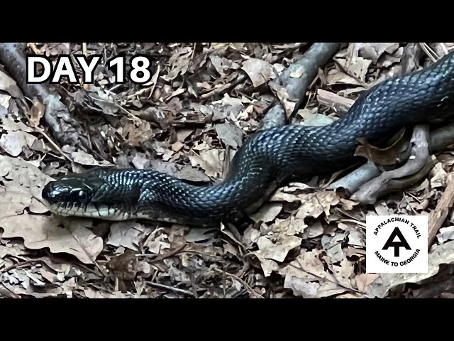 Porcupine & more SNAKES | Day 18 | Appalachian Trail 2023