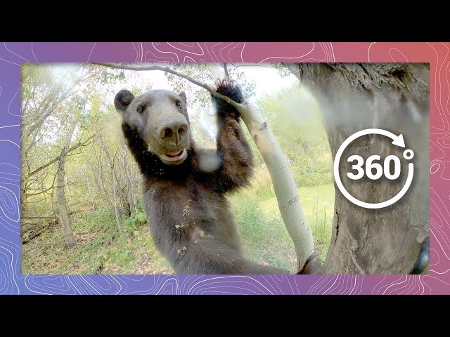 Black Bear Encounter in the Wild - Episode 2 | Wildlife in 360 VR