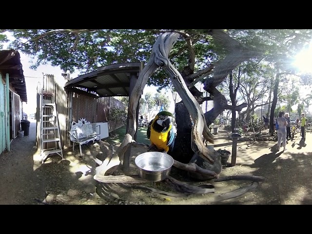 CHSTV's 3D 360 Camera Test-Exotic Birds