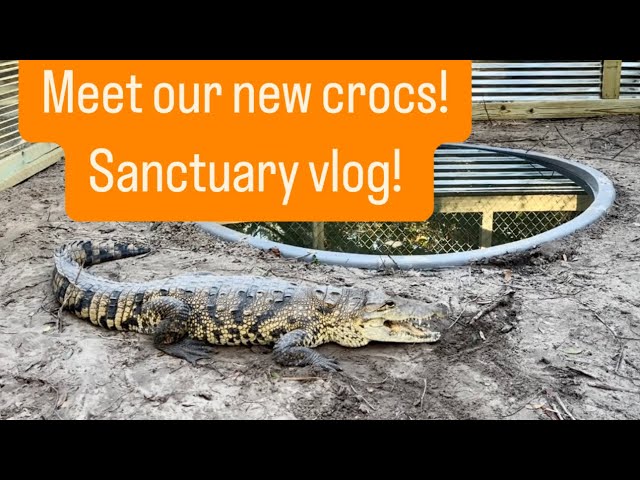 Meet our new crocs!