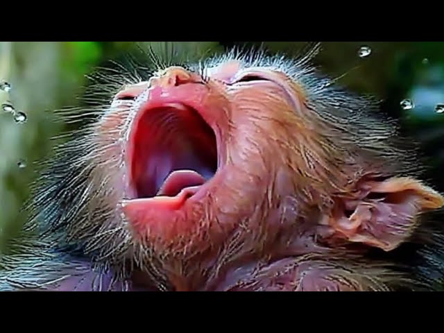 Food Rush: Monkey Eats With Intense Hunger