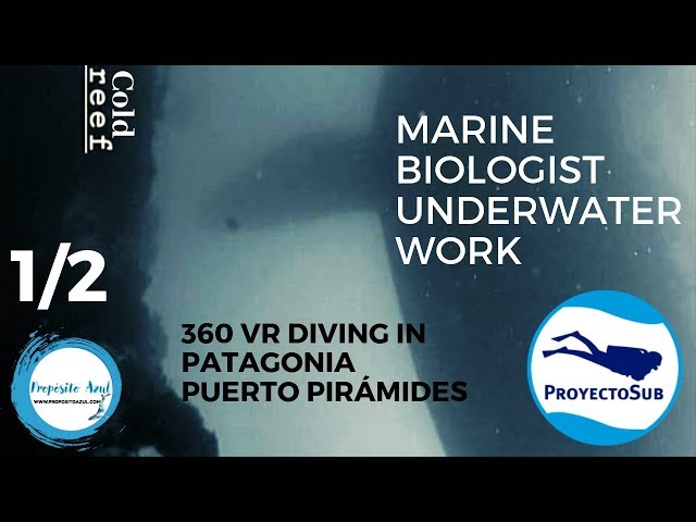 Marine biologist doing some work in Patagonia 360 VR diving - Starting the dive