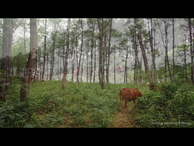 Nature therapy: watching cows leisurely grazing with while storks on a hill