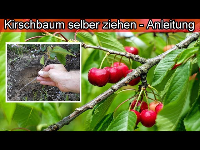 Kirschbaum aus Stecklinge selber ziehen - Kirschbäume selber vermehren züchten & pflanzen Anleitung