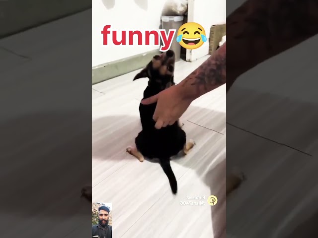 Funny moment #dog #pets #funny #doglover #trending #shots #video #viralvideo #youtube 🐶🐶