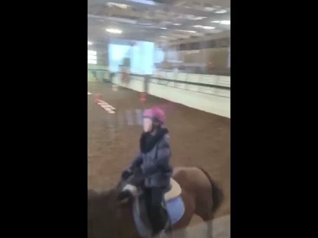 Some horses at my barn