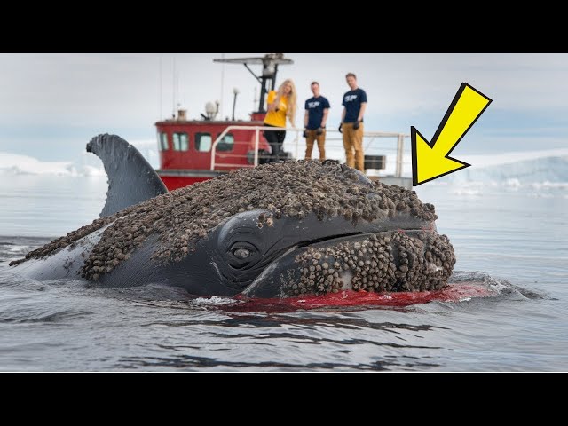 Rescue team saves humpback whale from millions of barnacles clinging to its body!#animals #whale