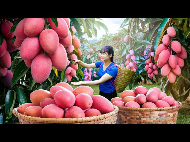 Ly Trieu Ca: Harvesting Giant Sweet Tropical Mango - How to Traditional Make Fruit Cake in village