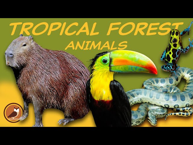 Animals of the Tropical Forest Biome 🐍 Jaguar, Anaconda, Capybara, Toucan