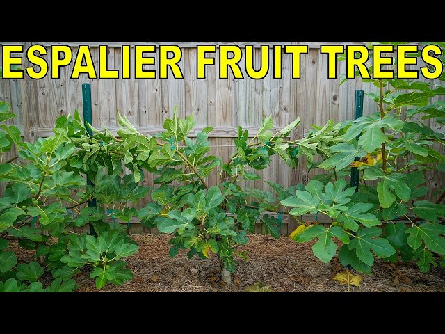 How To Espalier Fruit Trees With A Double Cordon Trellis System