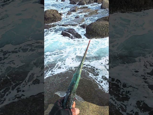 Va de agujas! Pesca Spinning en Cabo Silleiro.