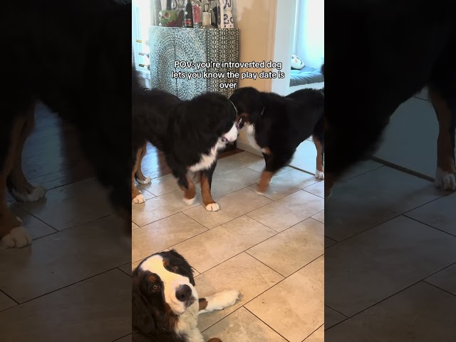 Shy anti social Bernese mountain dog #bernese #puppy #berneseoftheday #antisocial