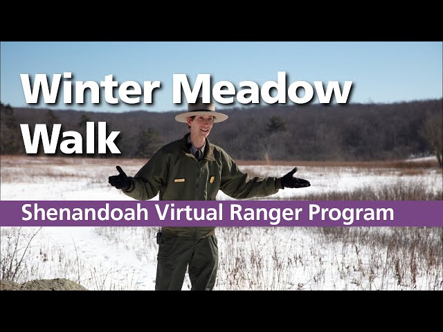 Winter Meadow Walk