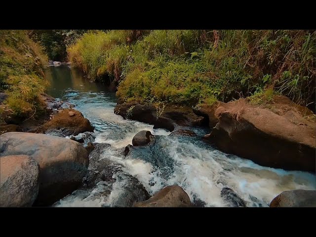 Relaxing River Sounds & Gentle Stream Flow for Meditation, Yoga & Stress-Free Sleep | White Noise